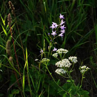 Flowers 3, par Xavier E. G. Dierick